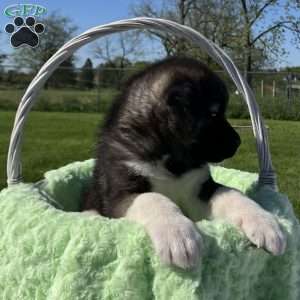 Jake, Akita Puppy